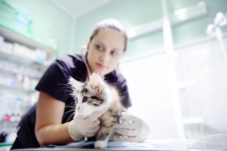 Vet examining kitten Vet examining kitten